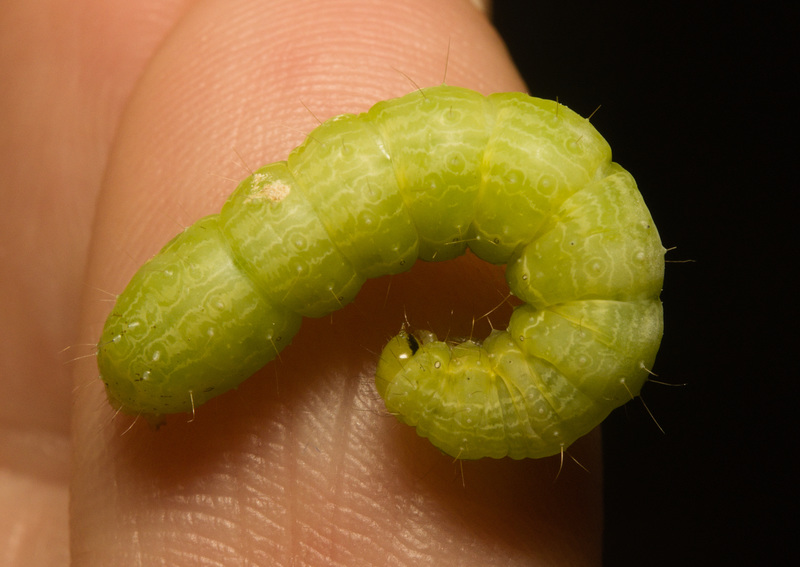 IMG 1583 Caterpillar-1