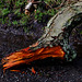 Fallen Beech