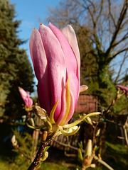 040 Letzte Magnolienblüten bis in den Mai hinein