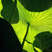 lotus leafes