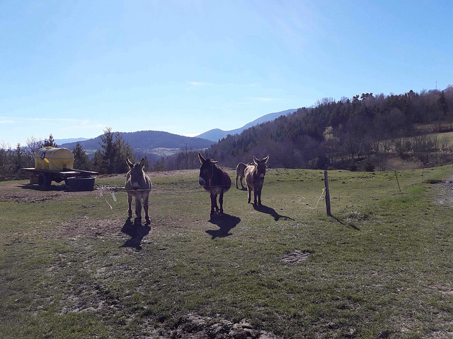 Ânes du plateau de Sault Pyrénées audoises