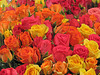 Roses of Many Colors