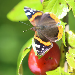 A swarm of Red Admirals were settling round the ripe Victoria plums in the orchard in this morning's sunshine...