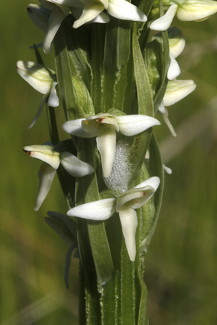 Spittle Bug and Bog Orchid