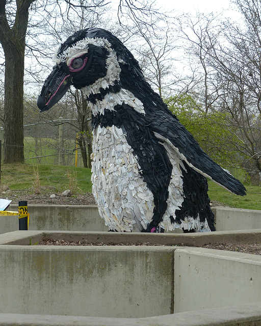 Gertrude the Penguin (1) - 15 May 2019