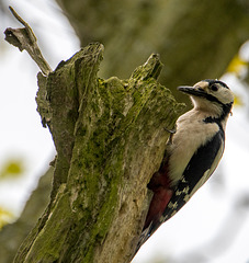 woodpecker greater spotted