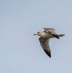 Gull in flight3