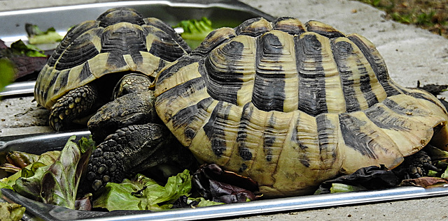 20200516 7362CPw [D~HF] Griechische Landschildkröte, Herford