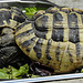 20200516 7362CPw [D~HF] Griechische Landschildkröte, Herford