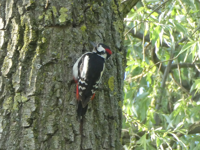 Kleine bonte specht...