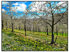 Kirschblüte im Markgräflerland