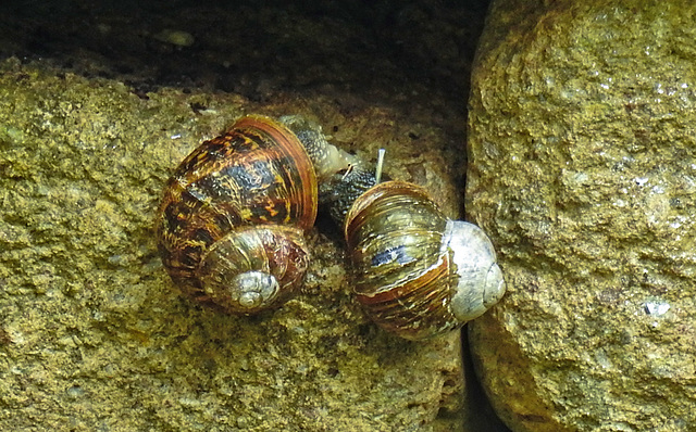 20220517 1015CPw [D~LIP] Gefleckte Weinbergschnecke (Cornu aspersum), Bad Salzuflen