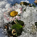 Ice Daisy