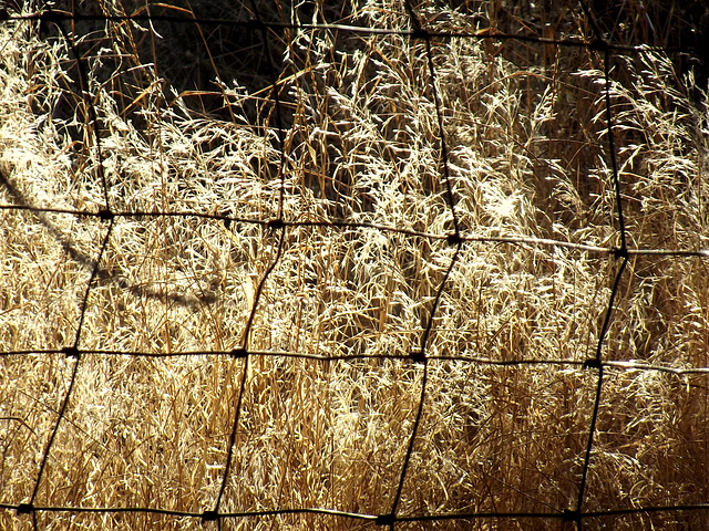 Winter grass