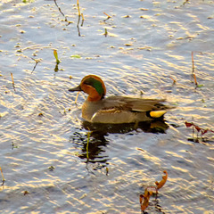 Green-winged teal