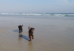 doggies at the beach