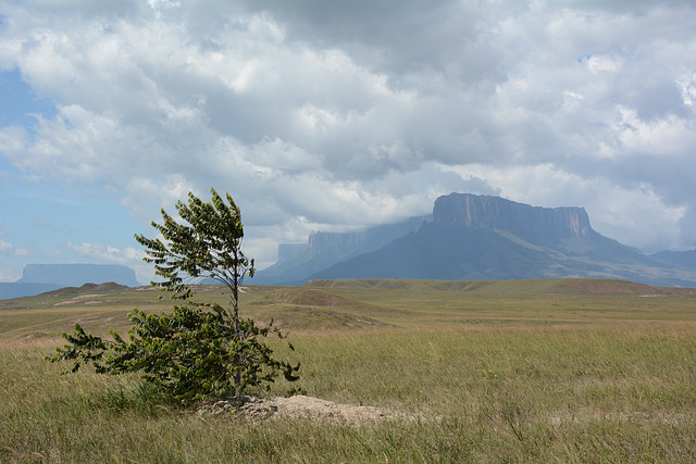 Venezuela, The Tepui of Kukenan on the Way to Roraima