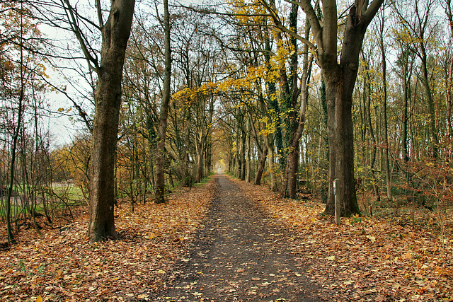 Weg am Rande der Haard (Oer-Erkenschwick) / 1.12.2018