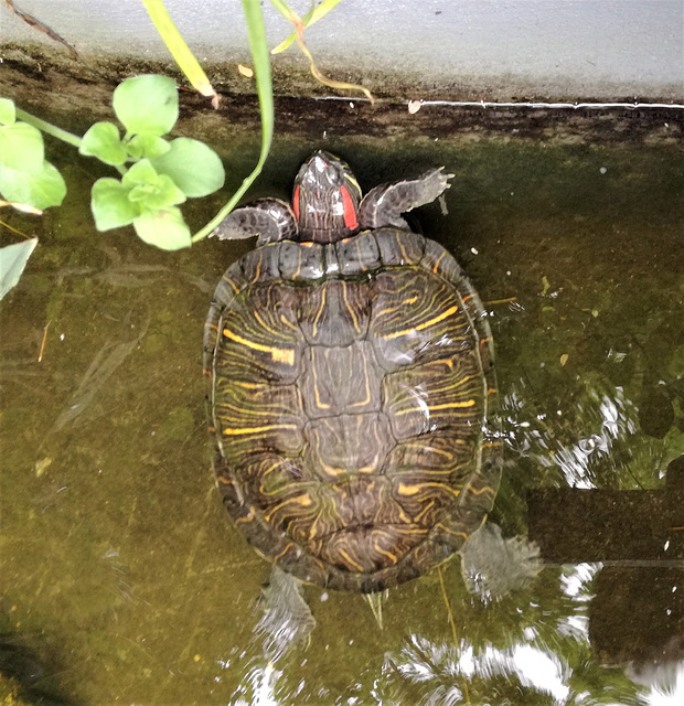 "Brovenósets Potyomkin"