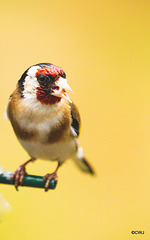 Goldfinch with husked Sunflower seed