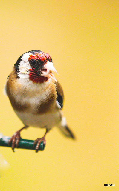 Goldfinch with husked Sunflower seed