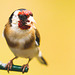 Goldfinch with husked Sunflower seed