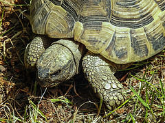 20200516 7363CPw [D~HF] Griechische Landschildkröte, Herford