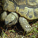 20200516 7363CPw [D~HF] Griechische Landschildkröte, Herford