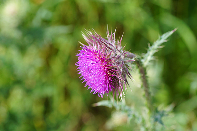 Distelblüte