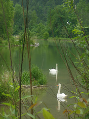 Nebenarm des inn bei Kiefersfelden