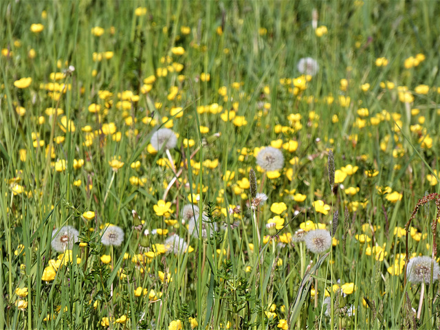 Blumen am Wegesrand