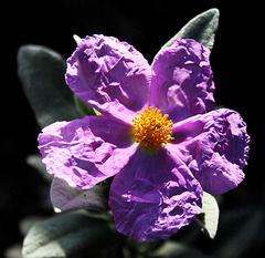 Premières fleurs sauvages de février