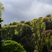 Backlit Tree line