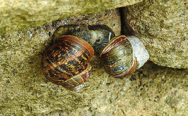 20220517 1016CPw [D~LIP] Gefleckte Weinbergschnecke (Cornu aspersum), Bad Salzuflen