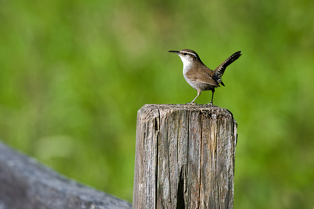 Wren on a fence post