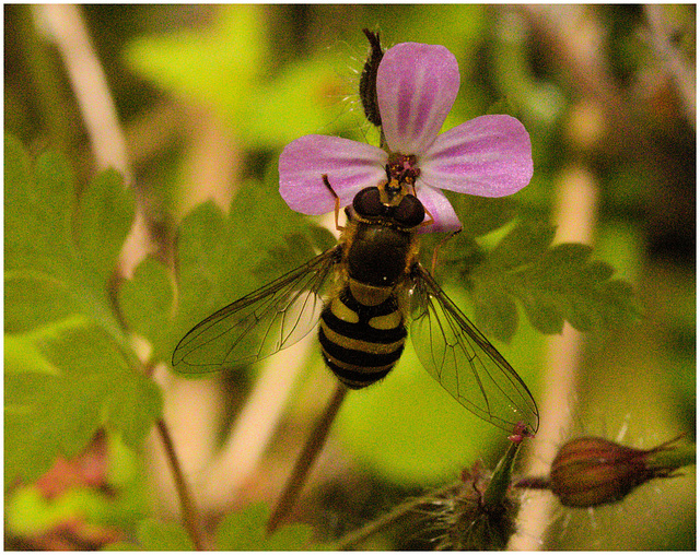 EF7A4046 Hoverfly