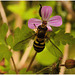 EF7A4046 Hoverfly