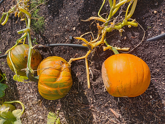 Some smashing pumpkins.