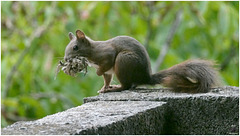 Casse-Noisettes a ramassé ...