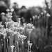 Garlic chives