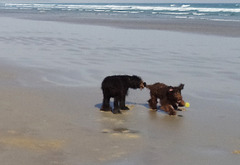 doggies at the beach
