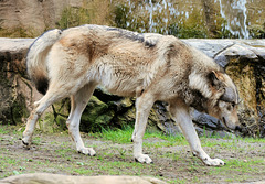Der alte Wolf (3): "So ein bisschen Stretching wirkt wahre Wunder!"