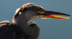 Young heron