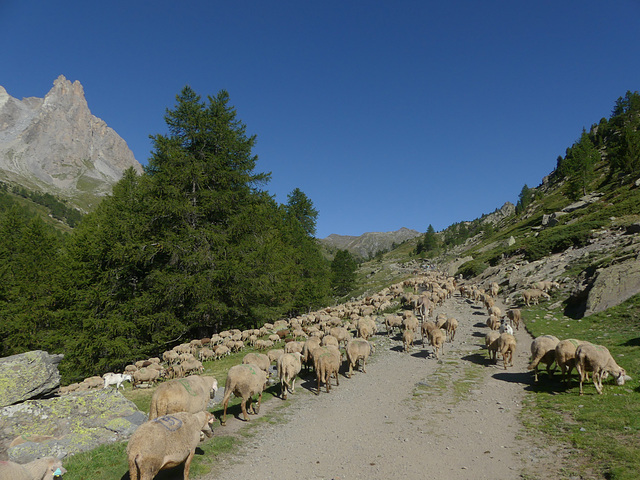 20180827 -0901 Randos Névache (Vallée de la Clarée 05) (33) al