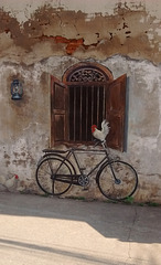 Poule sur vélo peint / Hen on painted bicycle