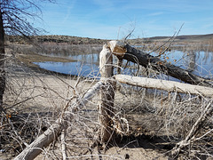 Beaver tree