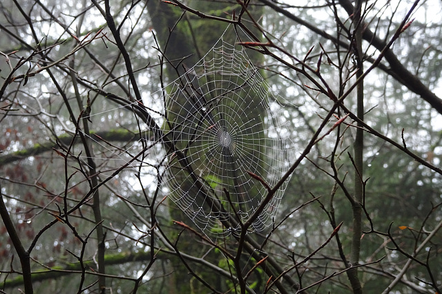 So spinnt man in der Oberpfalz.