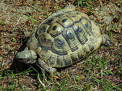 20200516 7364CPw [D~HF] Griechische Landschildkröte (Testuda hermanni), Herford