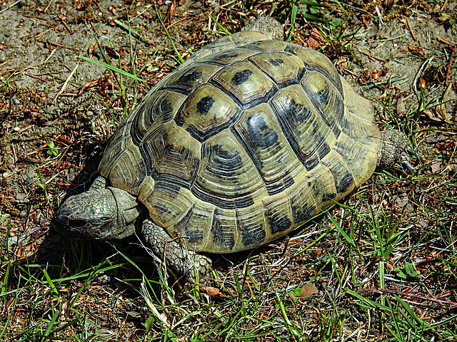 20200516 7364CPw [D~HF] Griechische Landschildkröte (Testuda hermanni), Herford