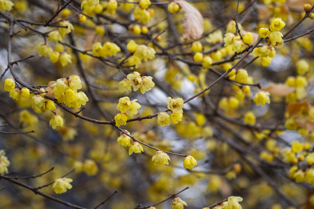 Wax plus blossoms